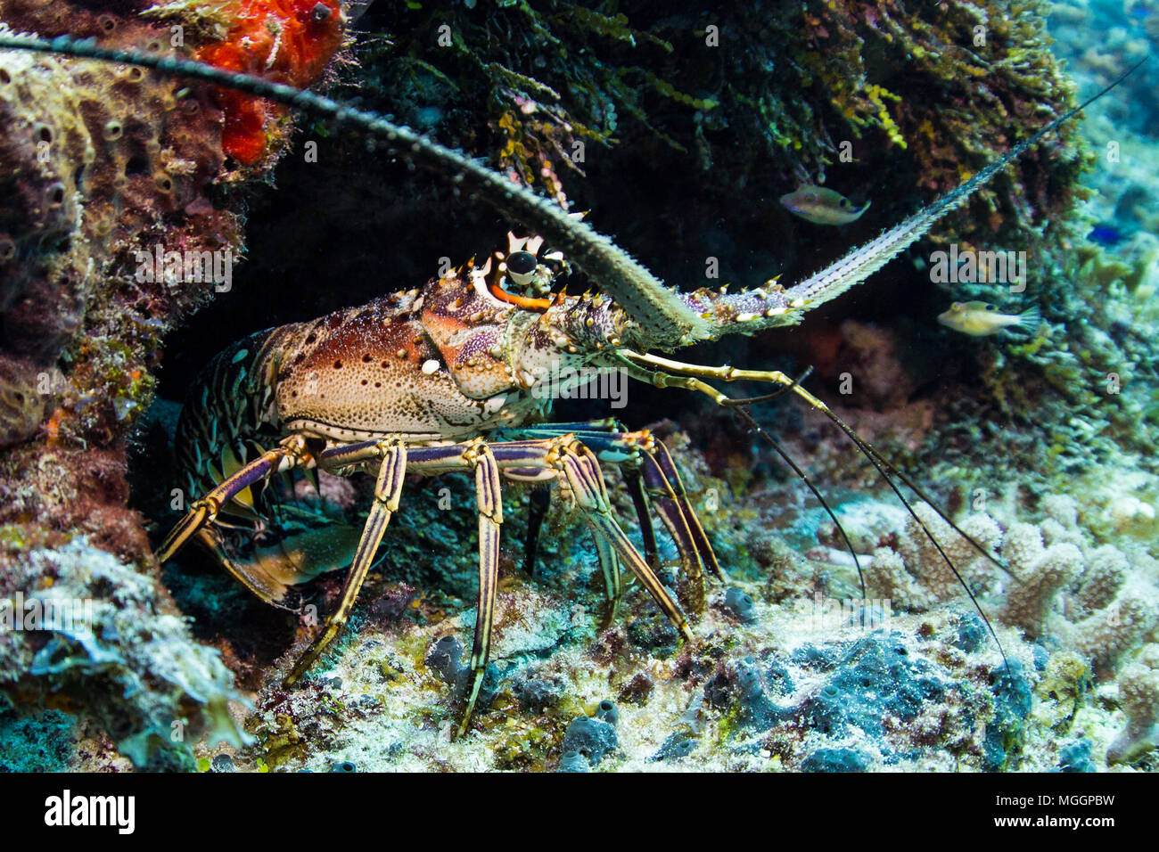 La photographie sous-marine Cozumel Banque D'Images