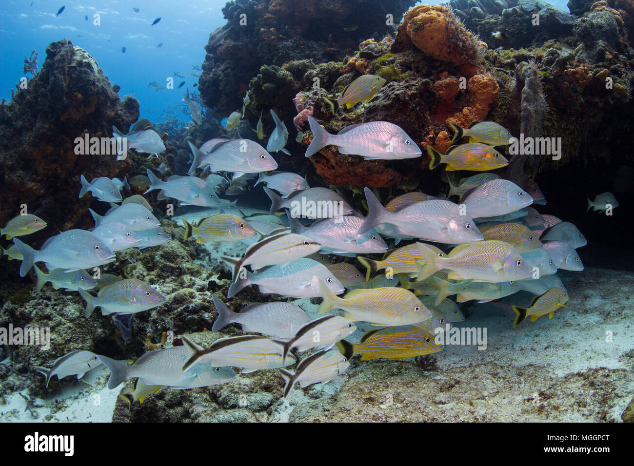 La photographie sous-marine Cozumel Banque D'Images