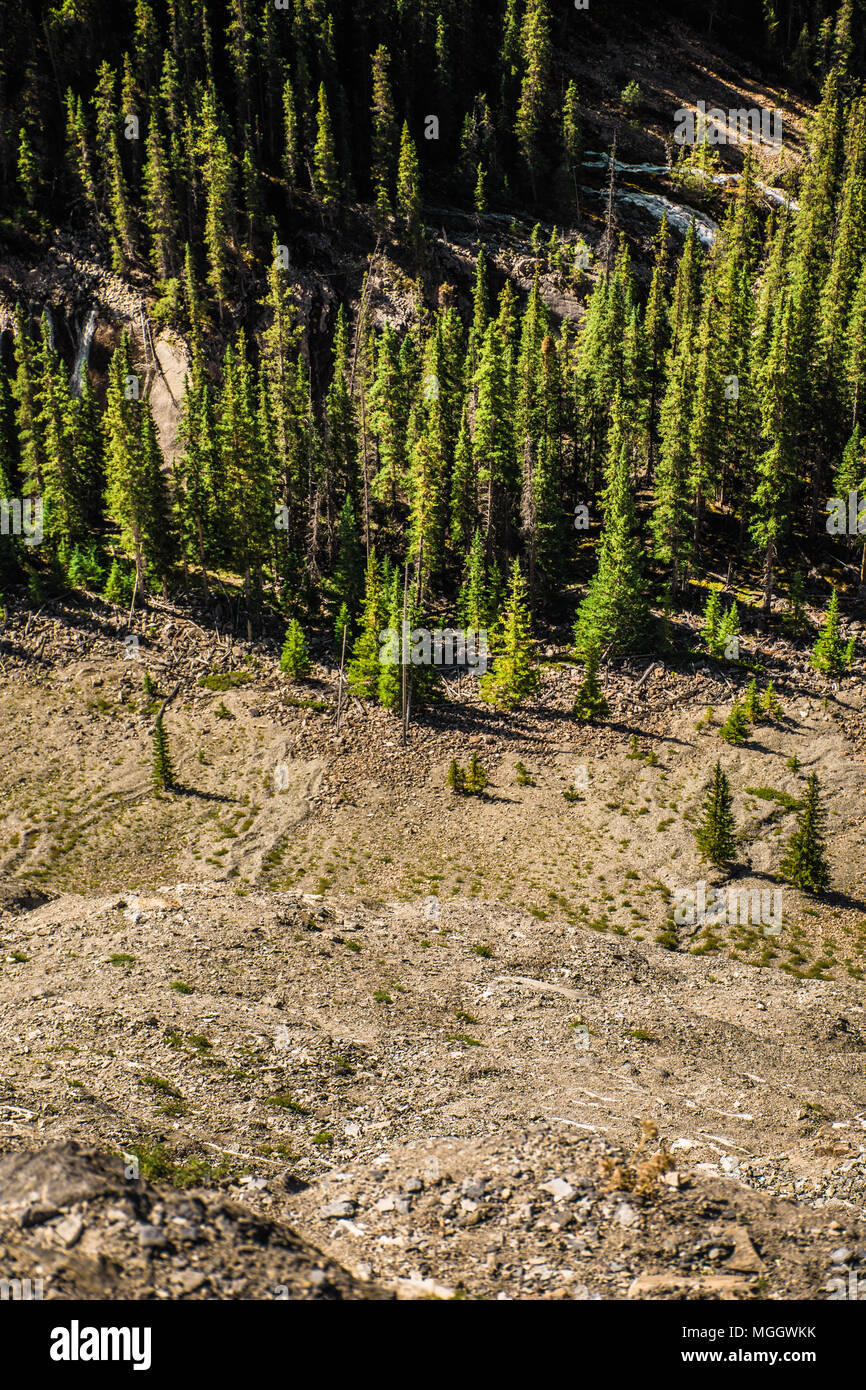 Arbres à feuillage persistant dense le long de la montagne Rocheuses canadiennes Banque D'Images