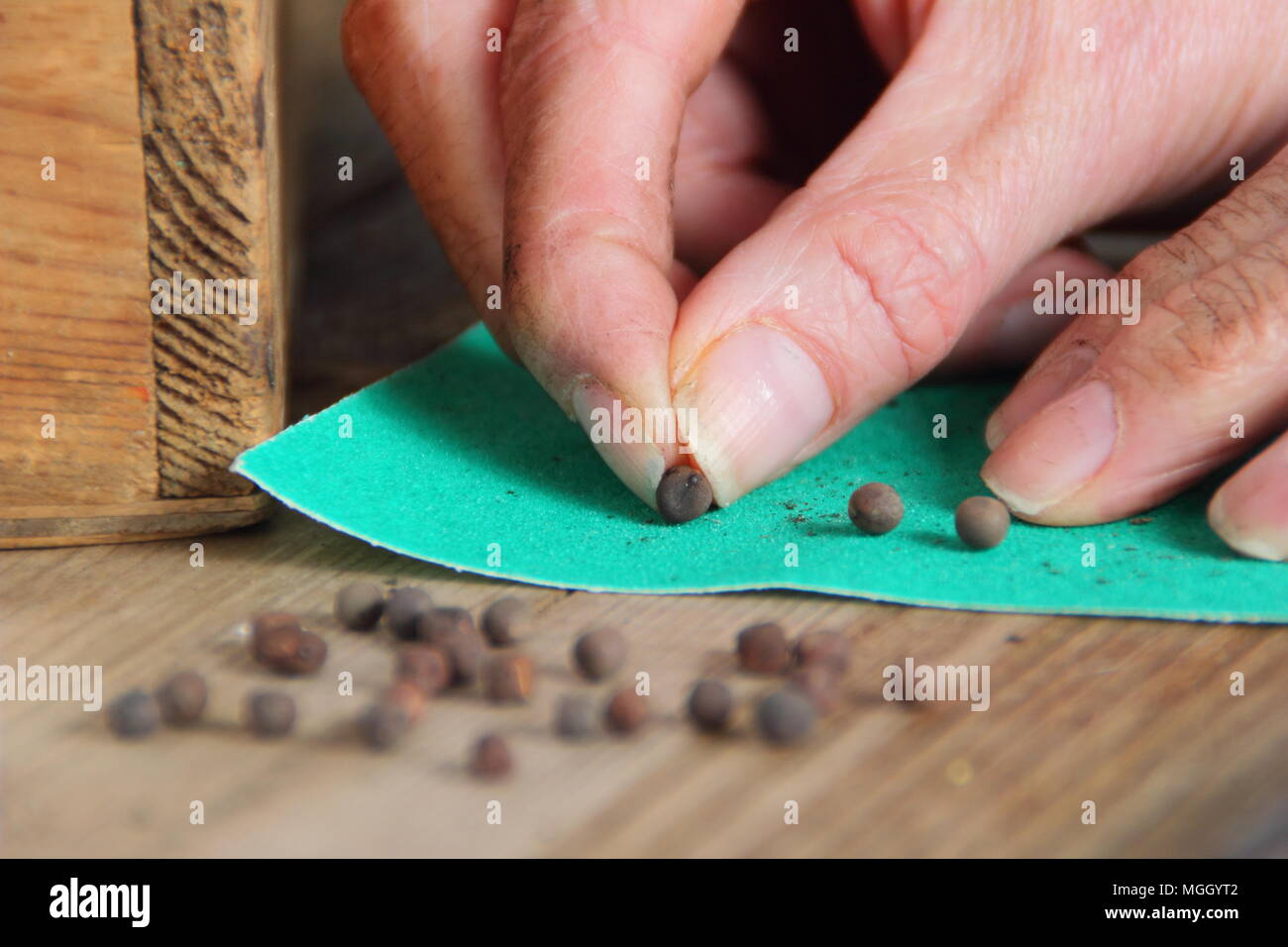 Graines. Graines de pois sucrés. Scarification des graines de pois sur papier de verre fin pour favoriser une germination plus rapide une fois plantées. Lathyrus odoratus.UK Banque D'Images