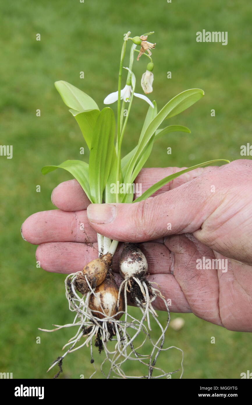 Galanthus nivalis. Hand of male gardener holding 'perce-neige dans le vert" avant de re-plantation, UK Banque D'Images