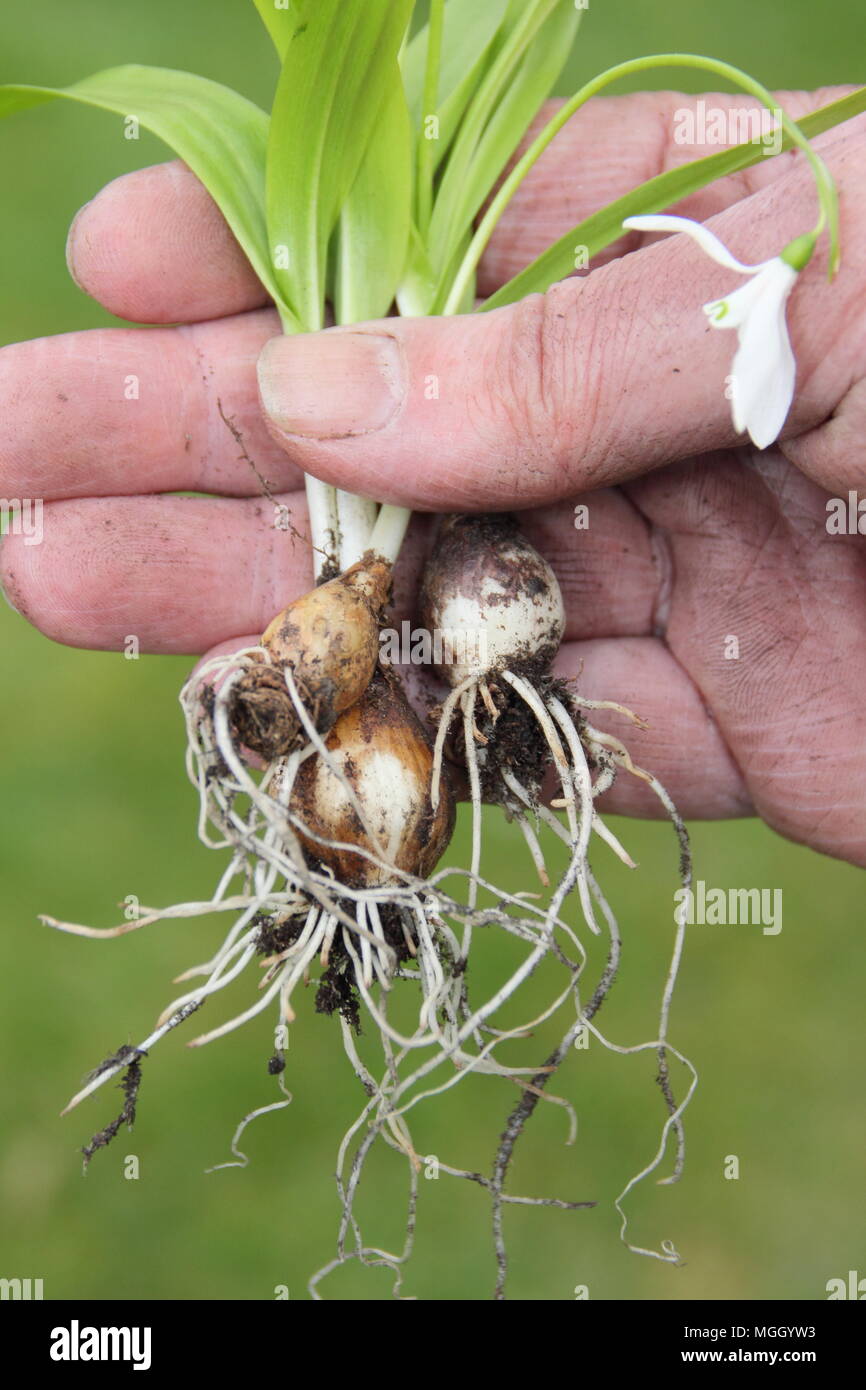 Galanthus nivalis. Hand of male gardener holding 'perce-neige dans le vert" avant de re-plantation, UK Banque D'Images