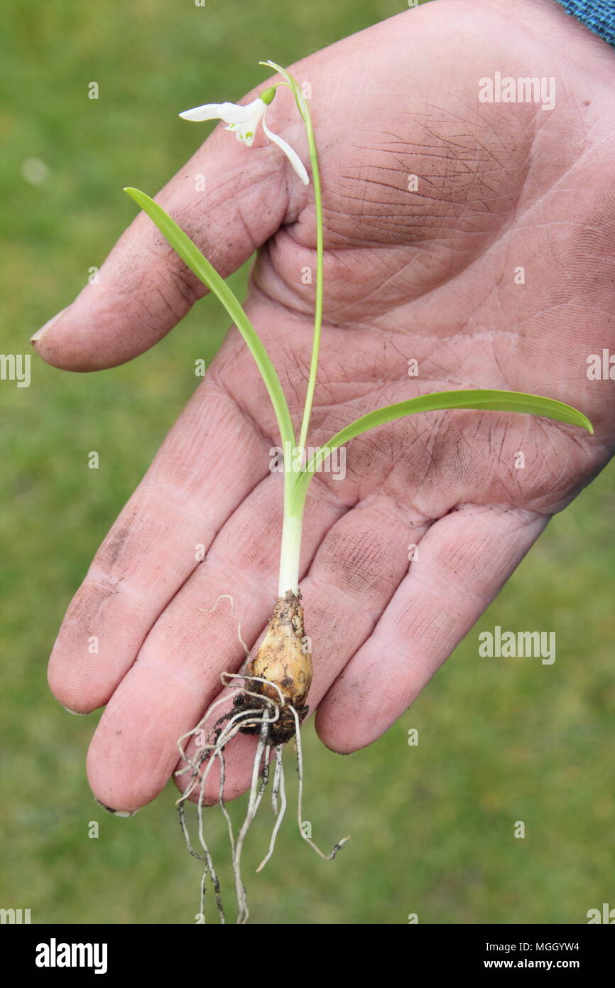 Galanthus nivalis. Hand of male gardener holding 'perce-neige dans le vert" avant de re-plantation, UK Banque D'Images