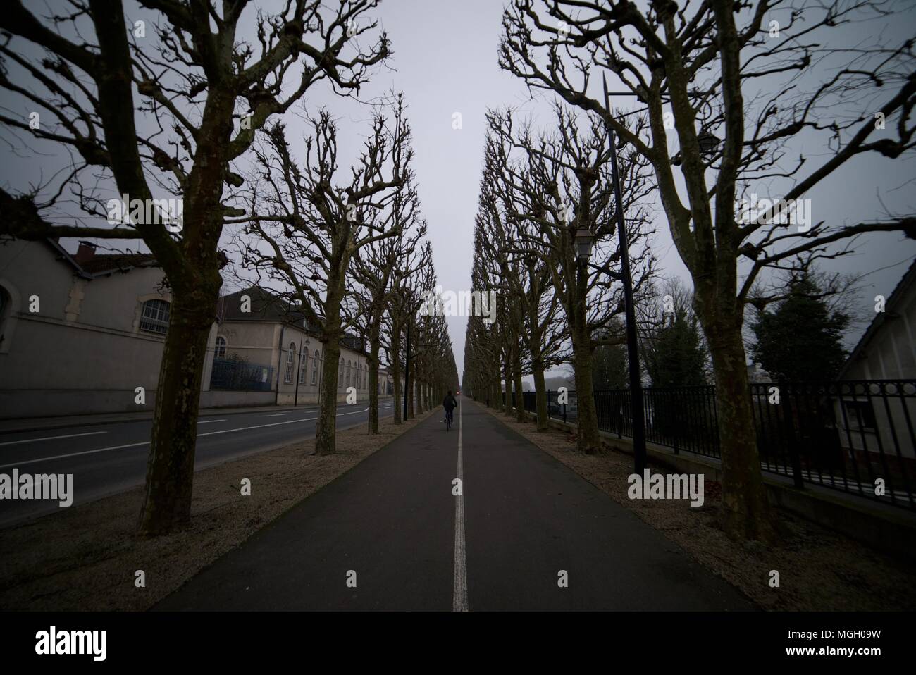 Vélo Cycliste entre une ligne d'arbres le long d'un sentier en Compeigne, France Banque D'Images
