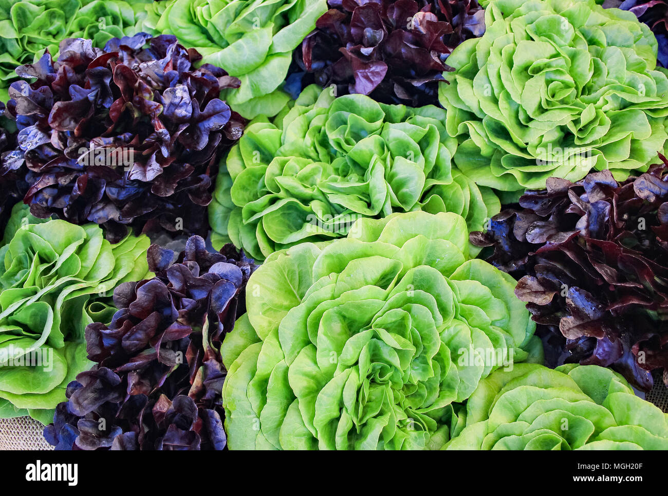 Californie cultivés localement ; Laitue Banque D'Images