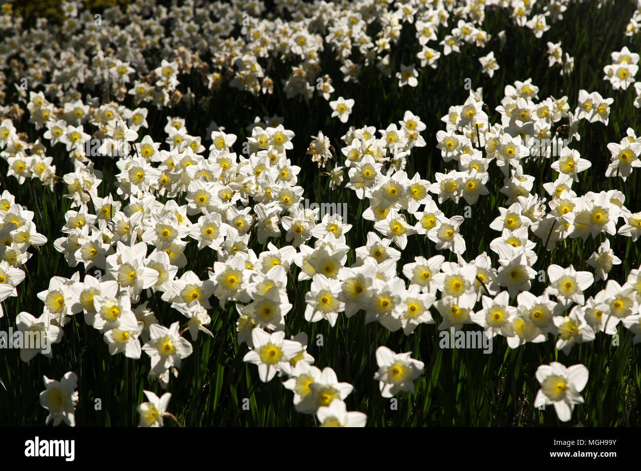 Narcisse en fleurs fleurs le long du Keelman's Way à Gateshead, Angleterre. Traditionnellement, les fleurs fleurissent au printemps. Banque D'Images