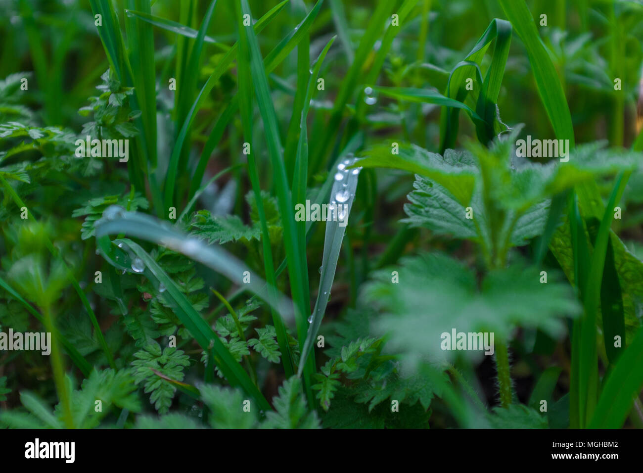 Les gouttelettes d'eau sur un brin d'herbe, Greenwich London Banque D'Images