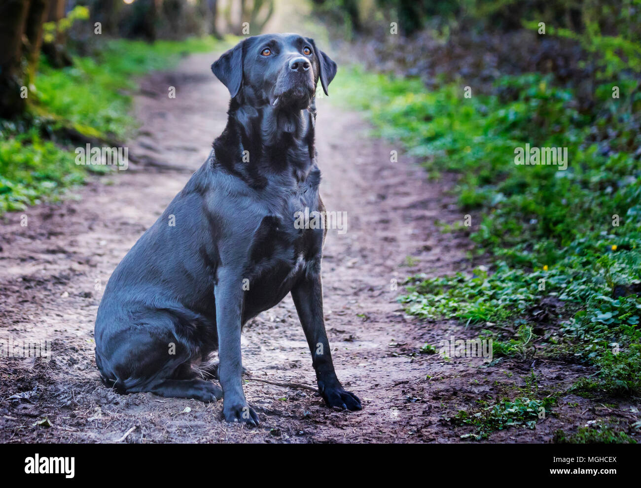 Beau chien labrador noir sur une promenade dans les bois ou la forêt sur un chemin ou un chemin au Royaume-Uni Banque D'Images