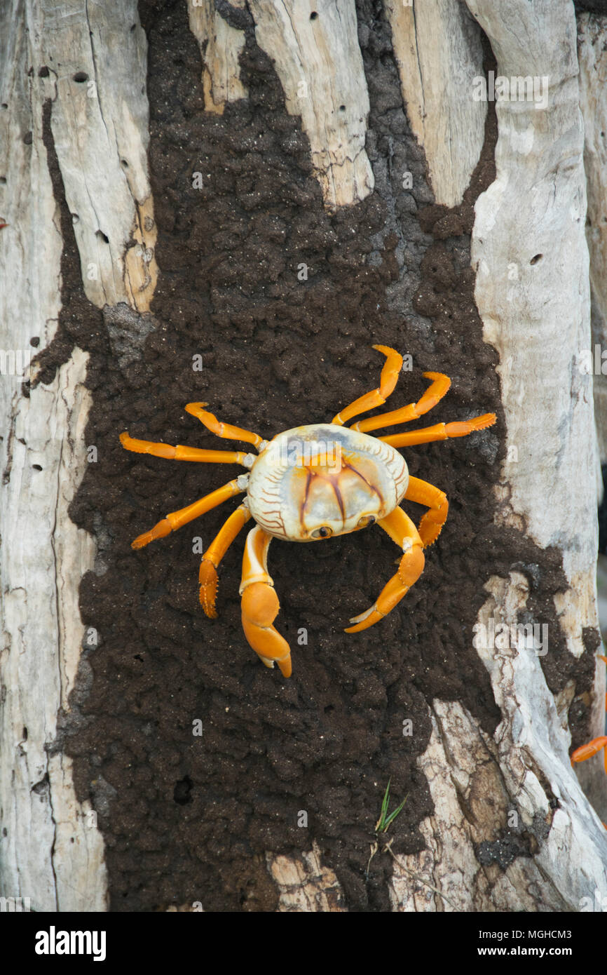 Crabe de terre noir (Gecarcinus ruricola) péninsule de Zapata, CUBA Banque D'Images