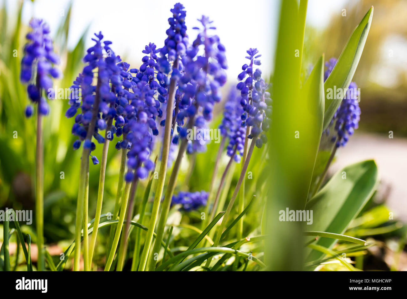 Grape Hyacinth Muscari fleurit au printemps en Angleterre au Royaume-Uni Banque D'Images