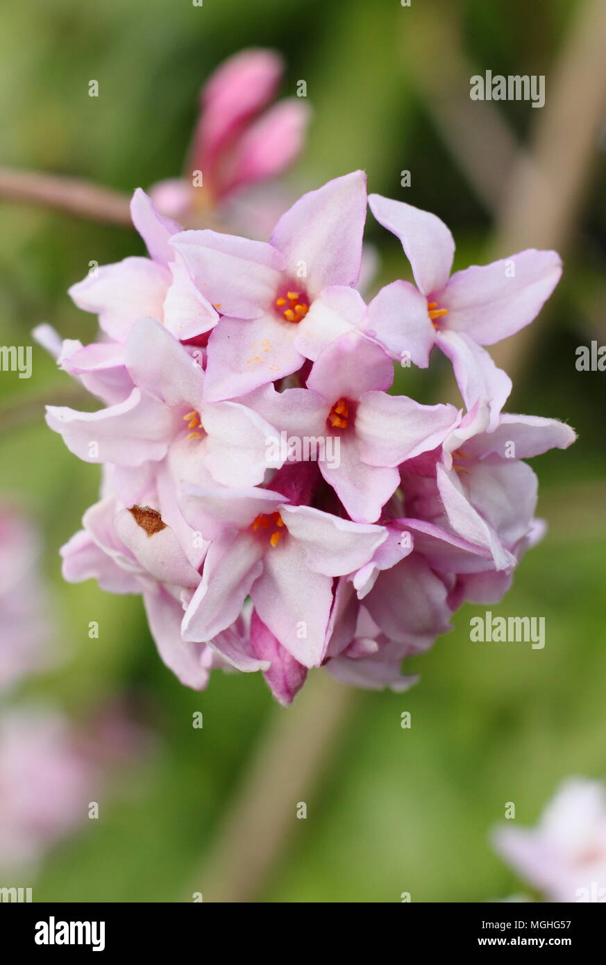 Daphne bholua 'Jacqueline' Postill floraison arbuste parfumé en hiver dans un jardin anglais,UK Banque D'Images