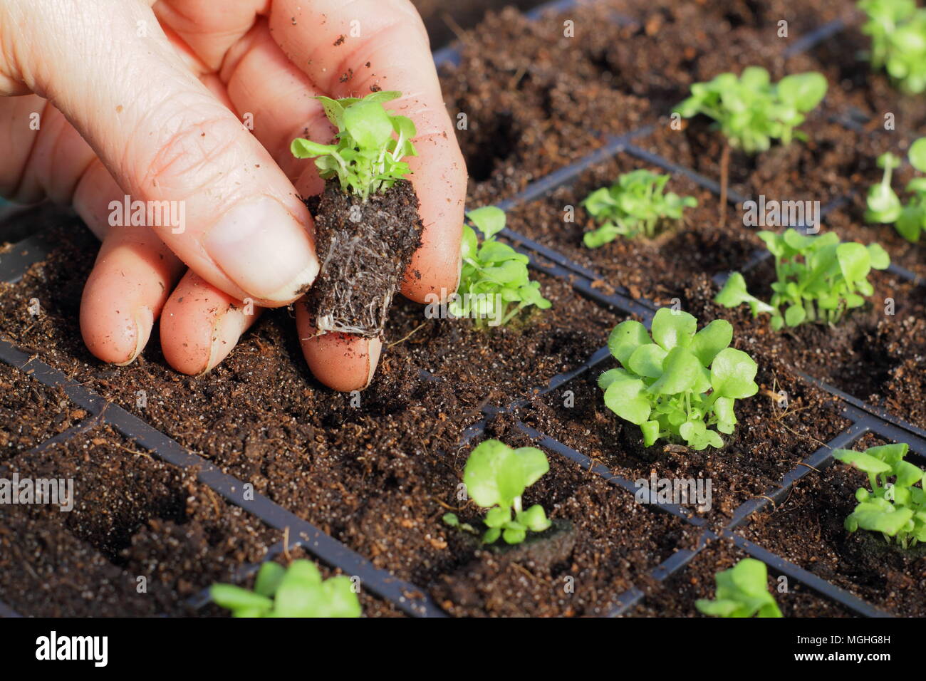 Lobelia tandis qu' 'plantes plug sont retirés du plateau modulaire pour rempotage dans panier remise par femme jardinier, UK Banque D'Images