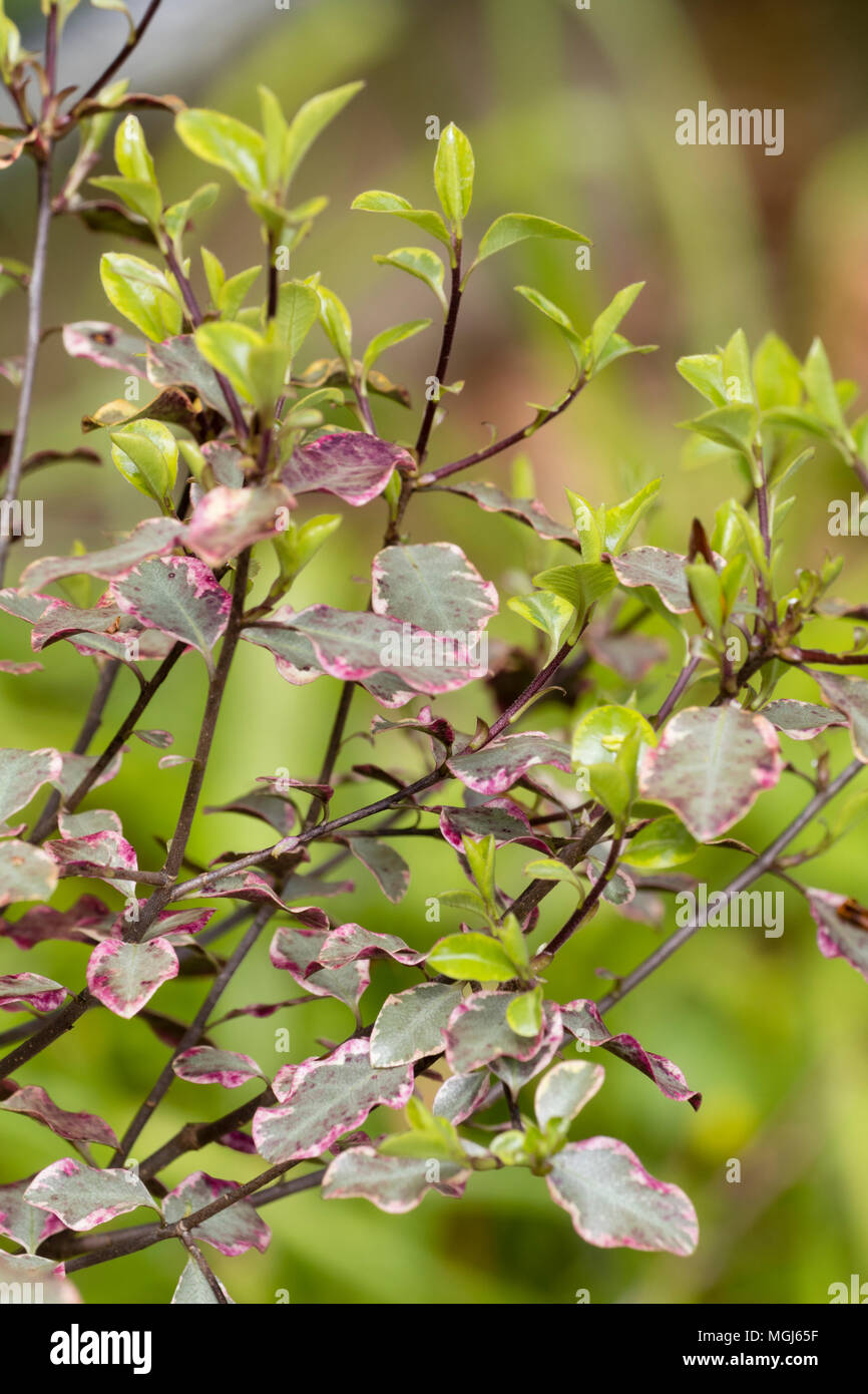 Ancienne panaché vert et nouvelle croissance de l'arbuste compact, Pittosporum tenuifolium 'Victoria ' Banque D'Images