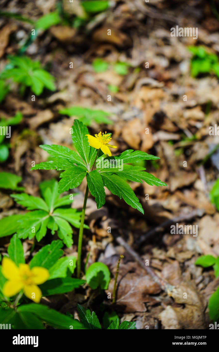 Fleurs de Printemps Eranthis hyemalis ( Aconites ). La floraison des fleurs jaune vif l'hellébore d'hiver forêt au début du printemps Banque D'Images