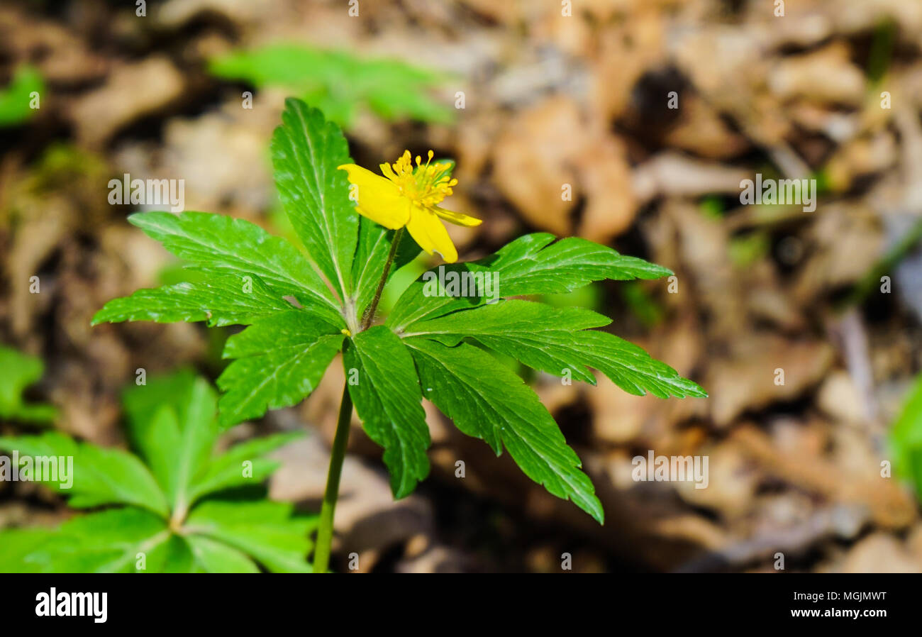 Fleurs de Printemps Eranthis hyemalis ( Aconites ). La floraison des fleurs jaune vif l'hellébore d'hiver forêt au début du printemps Banque D'Images