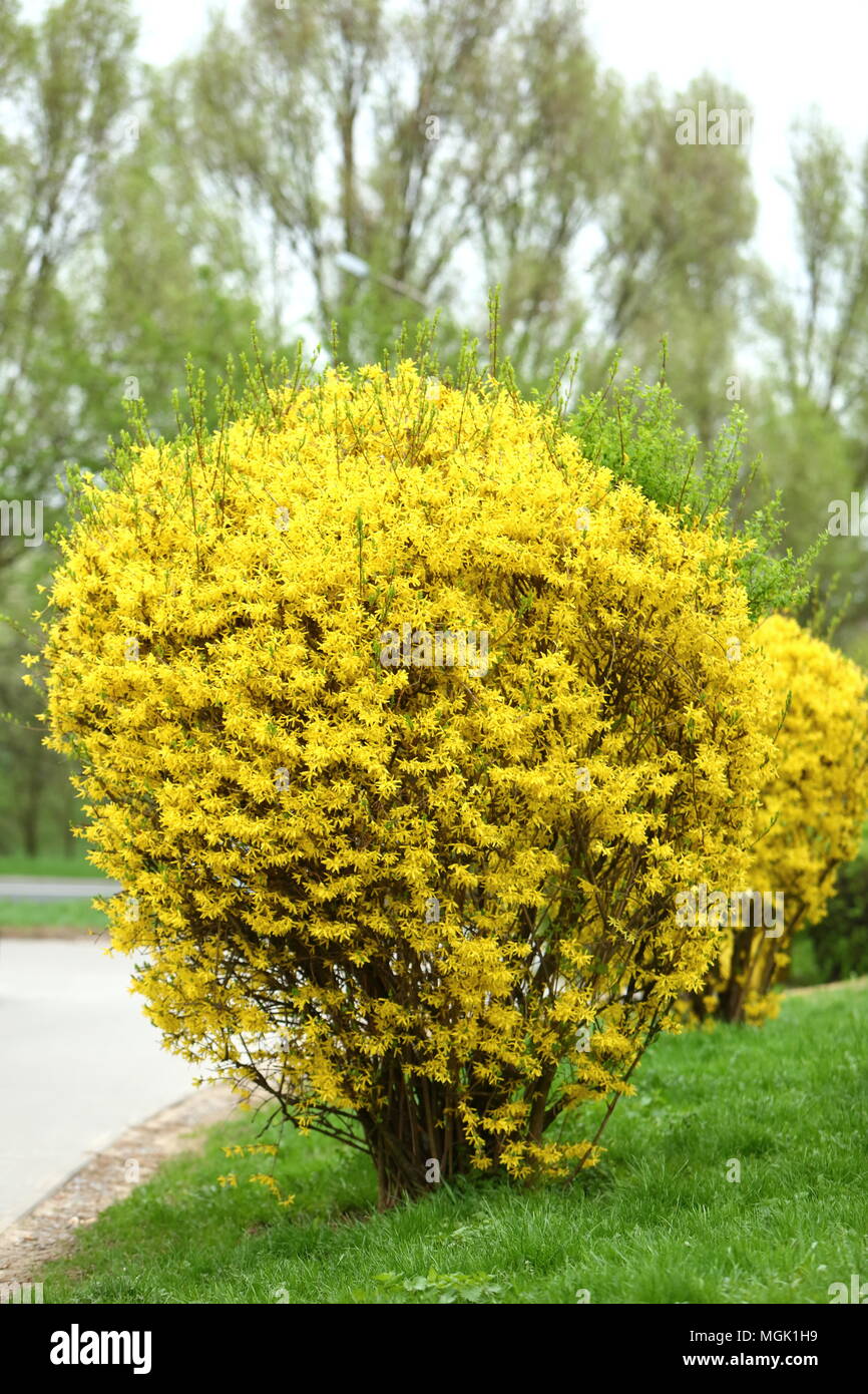 Forsythia Est Un Bel Arbuste Qui Fleurit En Début De