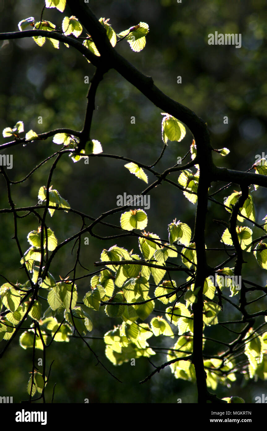 Les images prises en bois Bluebell, Clanfield, Hampshire Banque D'Images