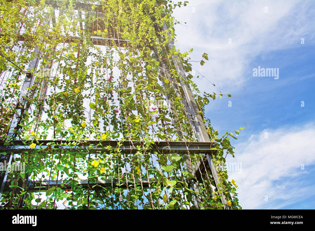 Superbe jardin vertical avec plantes grimpantes sur les fils sur l'extérieur d'une structure de bâtiment. Banque D'Images