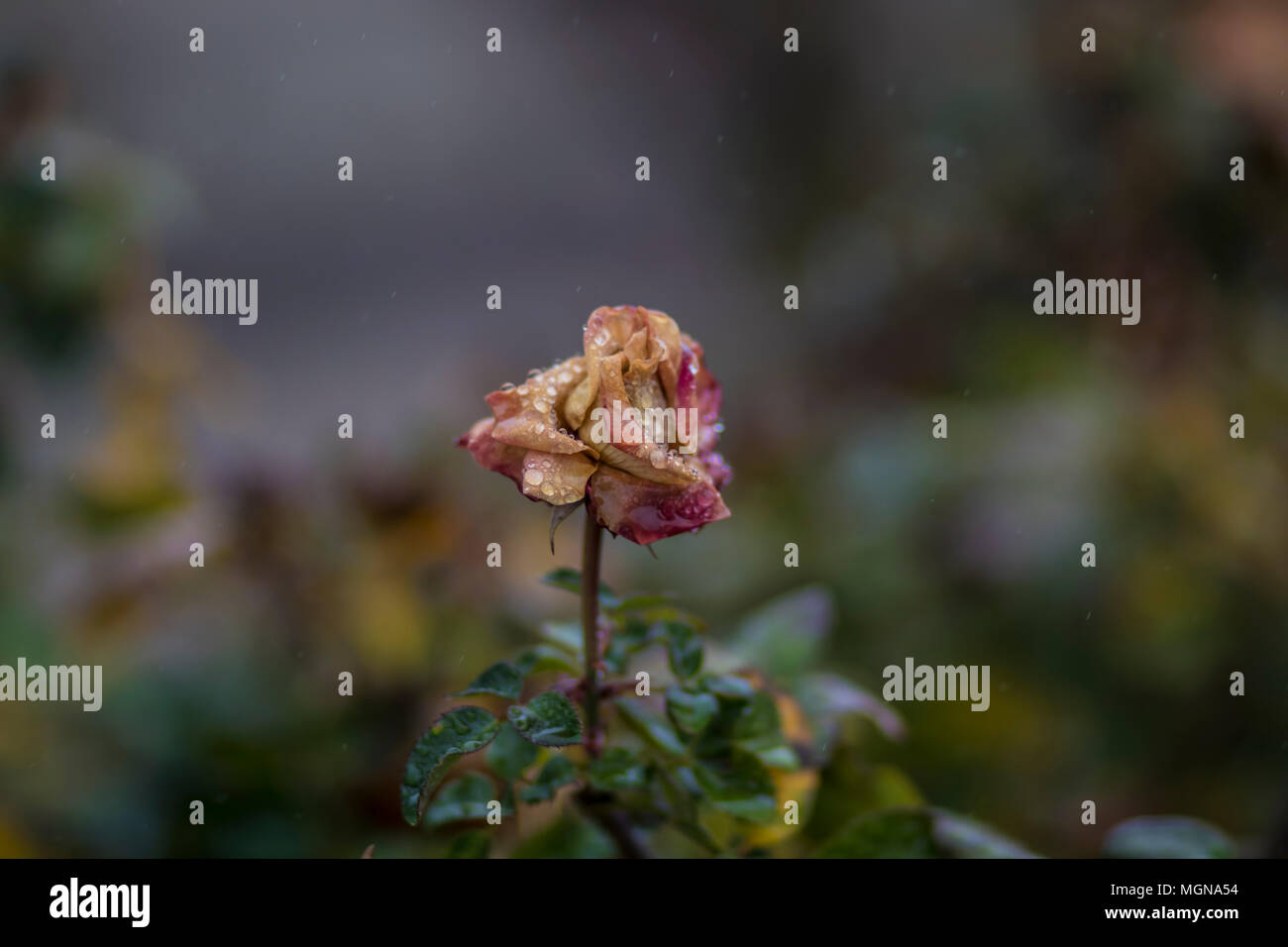 Rose Macro humide après la pluie Banque D'Images