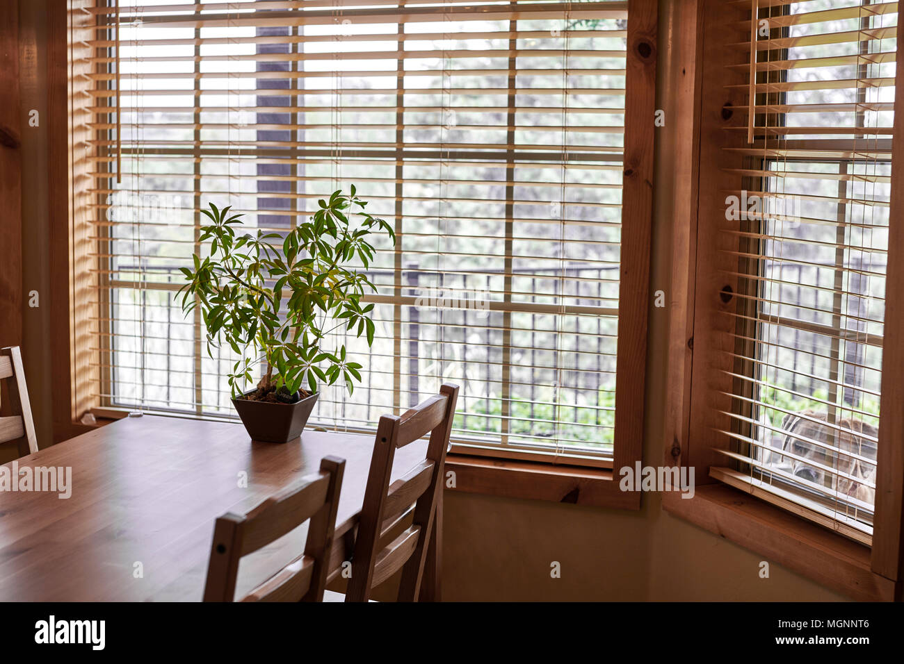 Une table et chaises de cuisine en bois près d'une fenêtre avec une plante en pot et un chien à la recherche dans la fenêtre latérale Banque D'Images