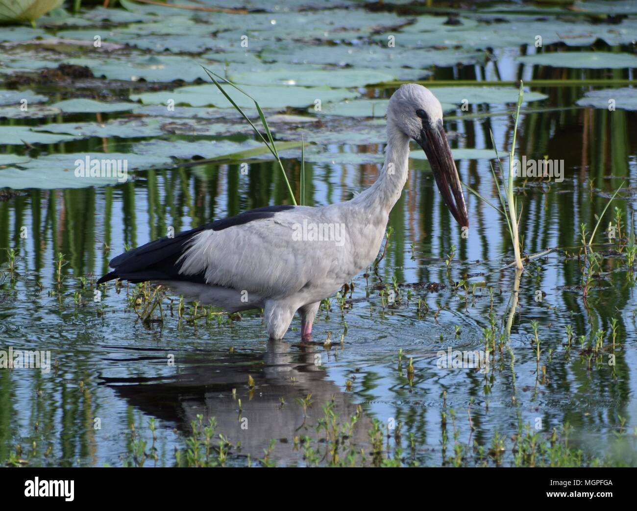 Les pataugeoires Asian Openbill Banque D'Images
