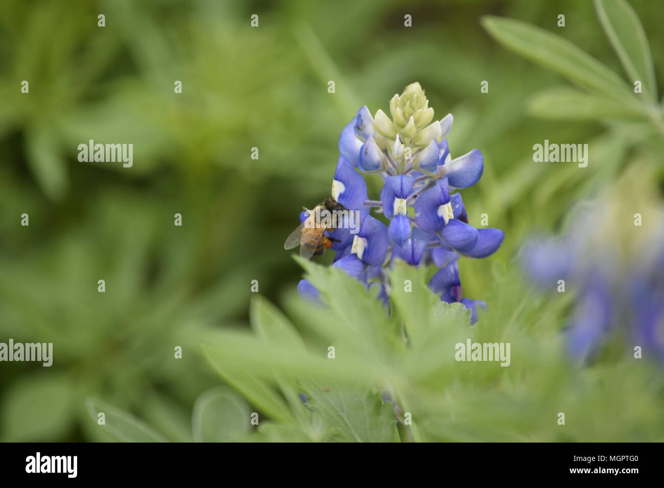 Bluebonnet Texas Banque D'Images
