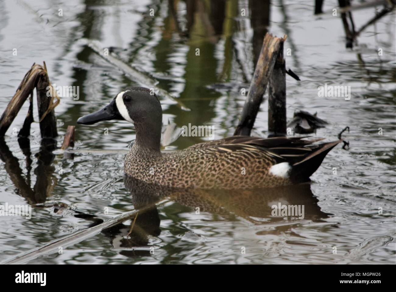 Blue-Wing Teal Banque D'Images