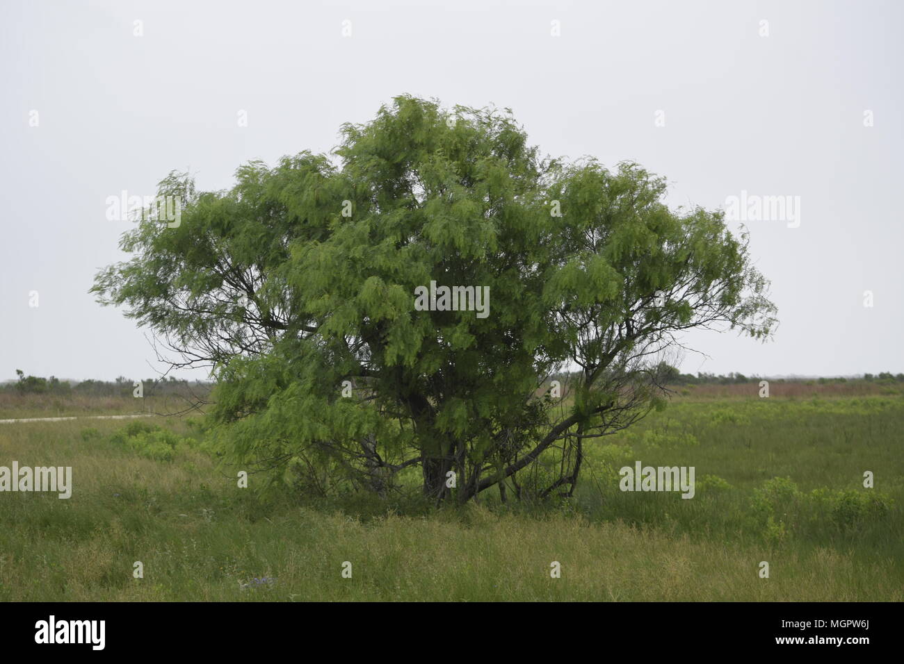 Le miel Mesquite Banque D'Images