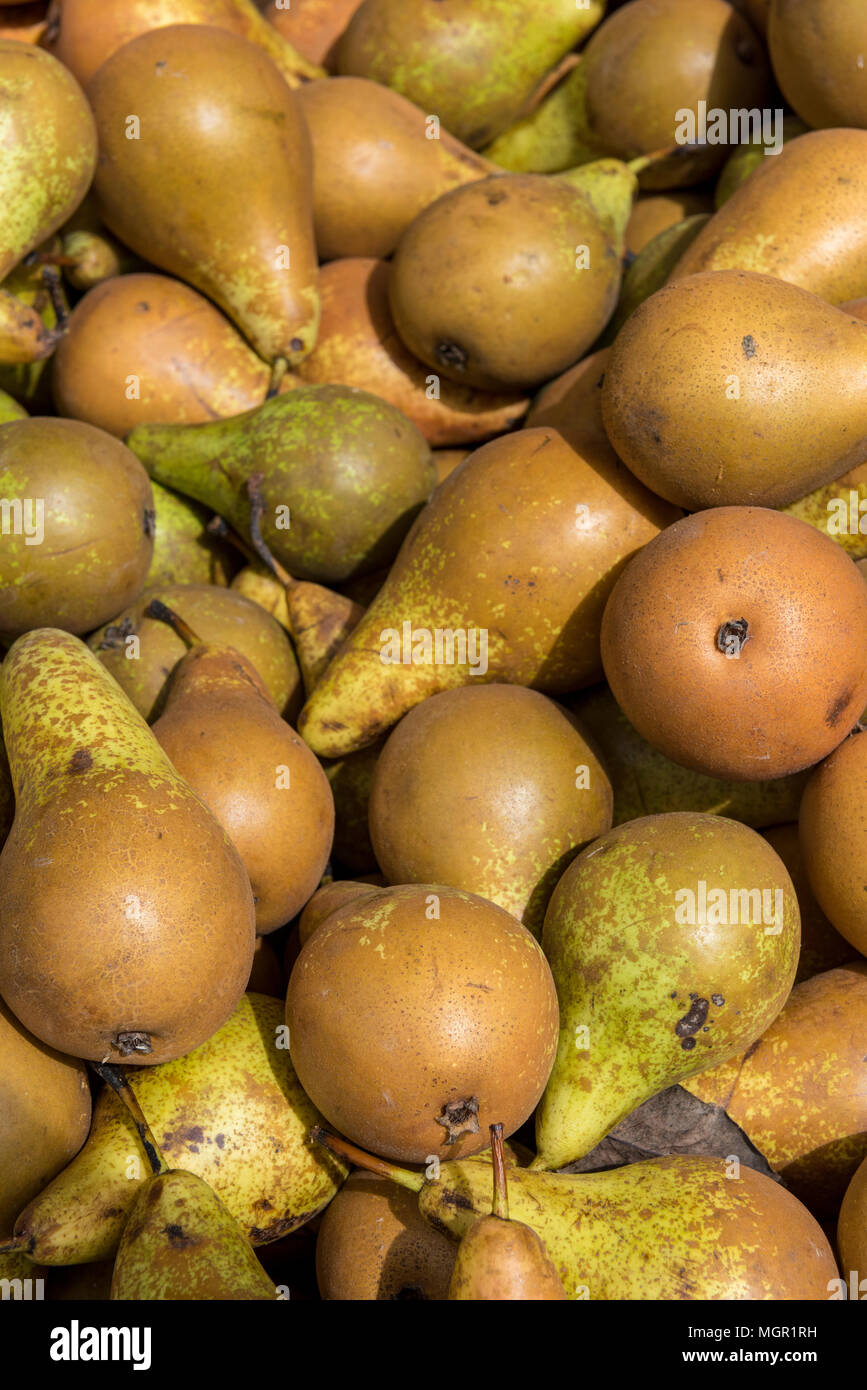 Un grand nombre de poires conférence vert sur l'affichage pour la vente à Borough Market à Londres. Blocage de légumes et fruits frais du marché des huiles végétales. Banque D'Images