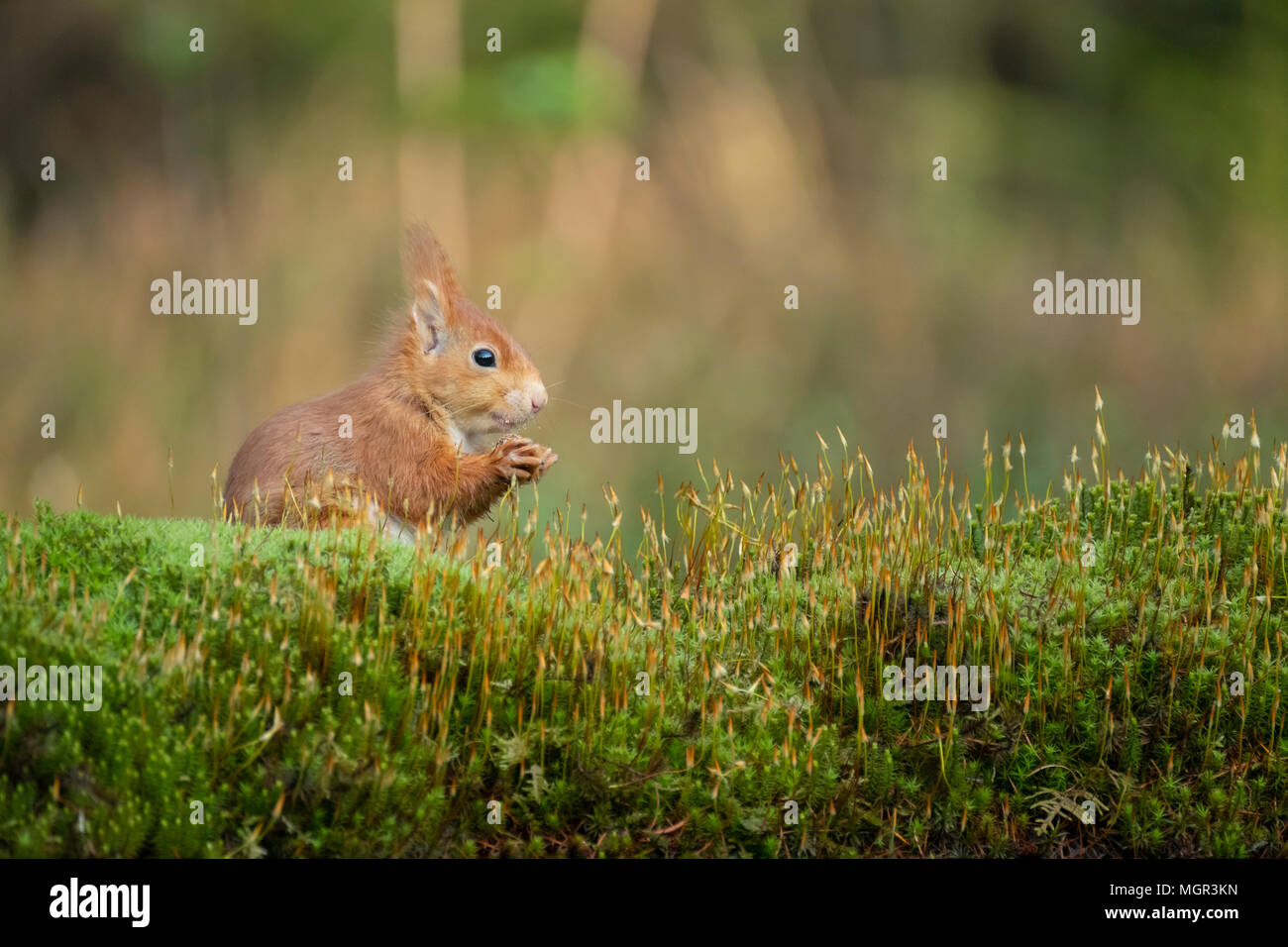 L'écureuil roux grignote une noix et se repose paisiblement dans l'herbe Banque D'Images