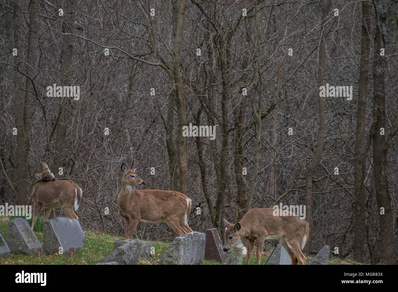 Troupeau de cerfs de Virginie (Odocoileus virginianus) Banque D'Images