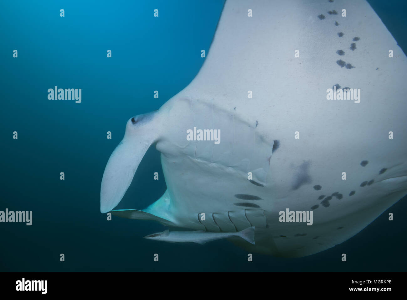 Raie Manta Reef (Mobula alfredi, Manta alfredi ) nager dans l'eau bleue Banque D'Images