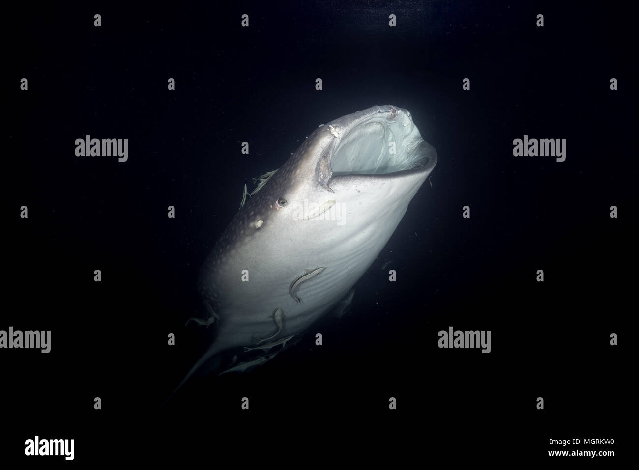 Portrait du requin-baleine (Rhincodon typus) Les plancton dans la nuit Banque D'Images