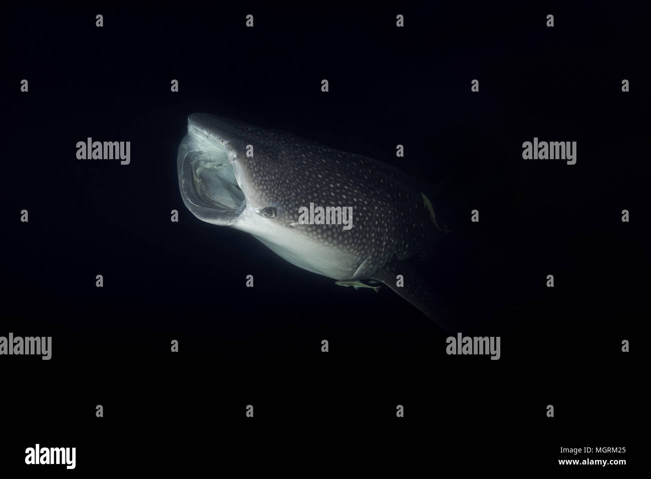 Portrait de l'animal Requin-baleine (Rhincodon typus) avec la bouche ouverte, le krill dans la nuit d'alimentation Banque D'Images