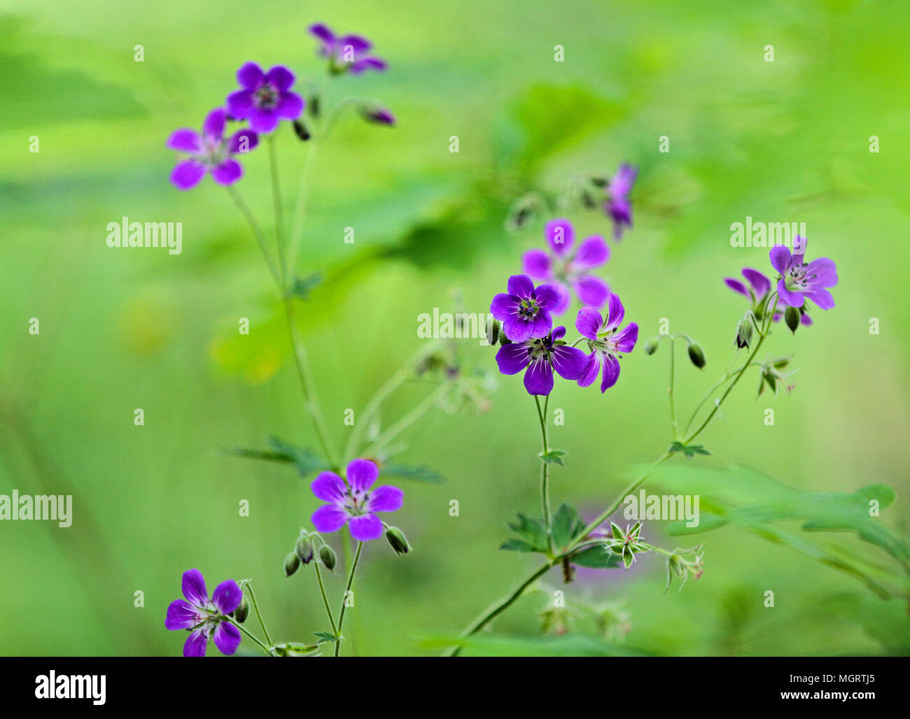 Géranium sanguin bois fleurissent dans Forêt profonde en Finlande Banque D'Images