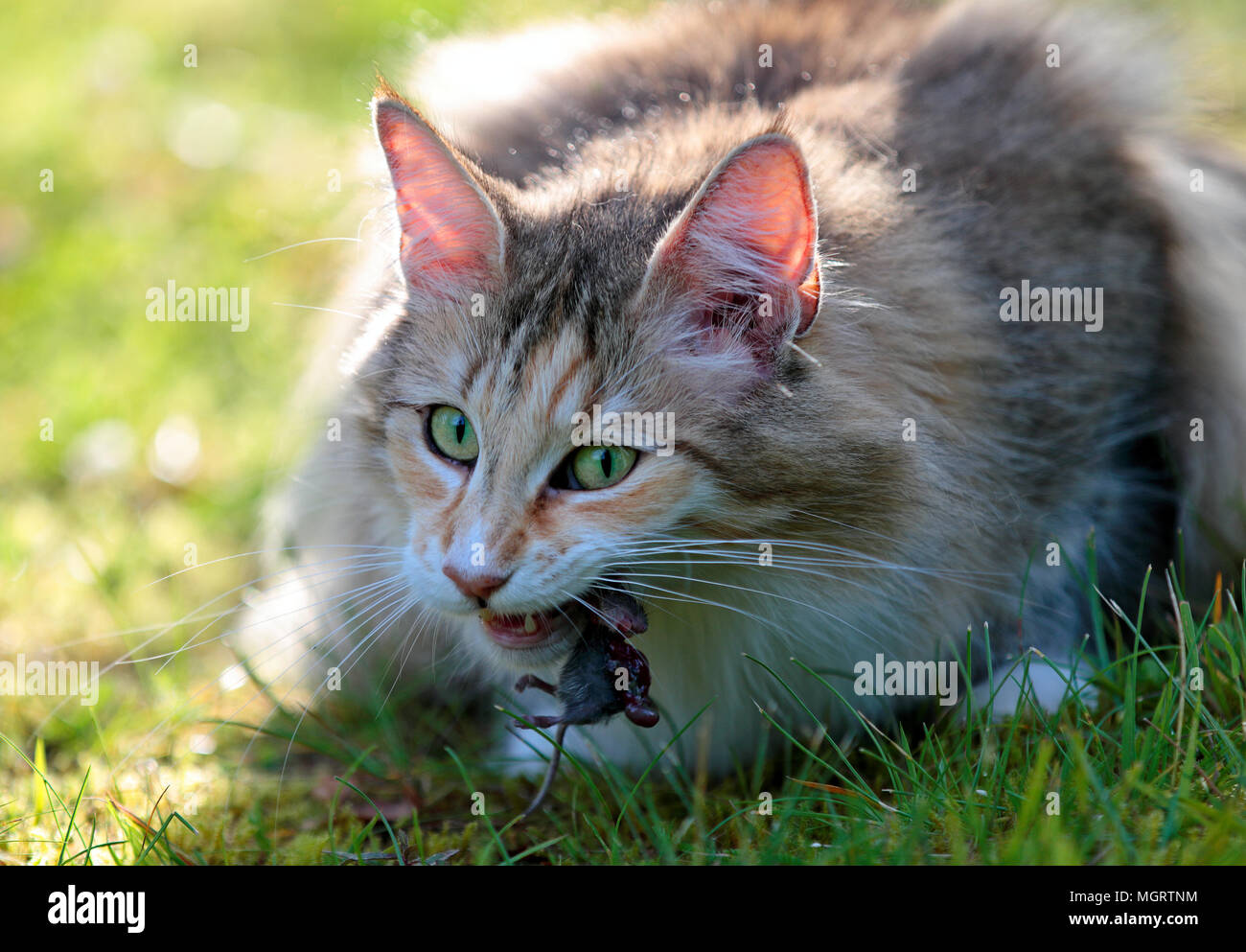 Chat norvégien de manger à l'extérieur de la souris femelle Photo Stock -  Alamy