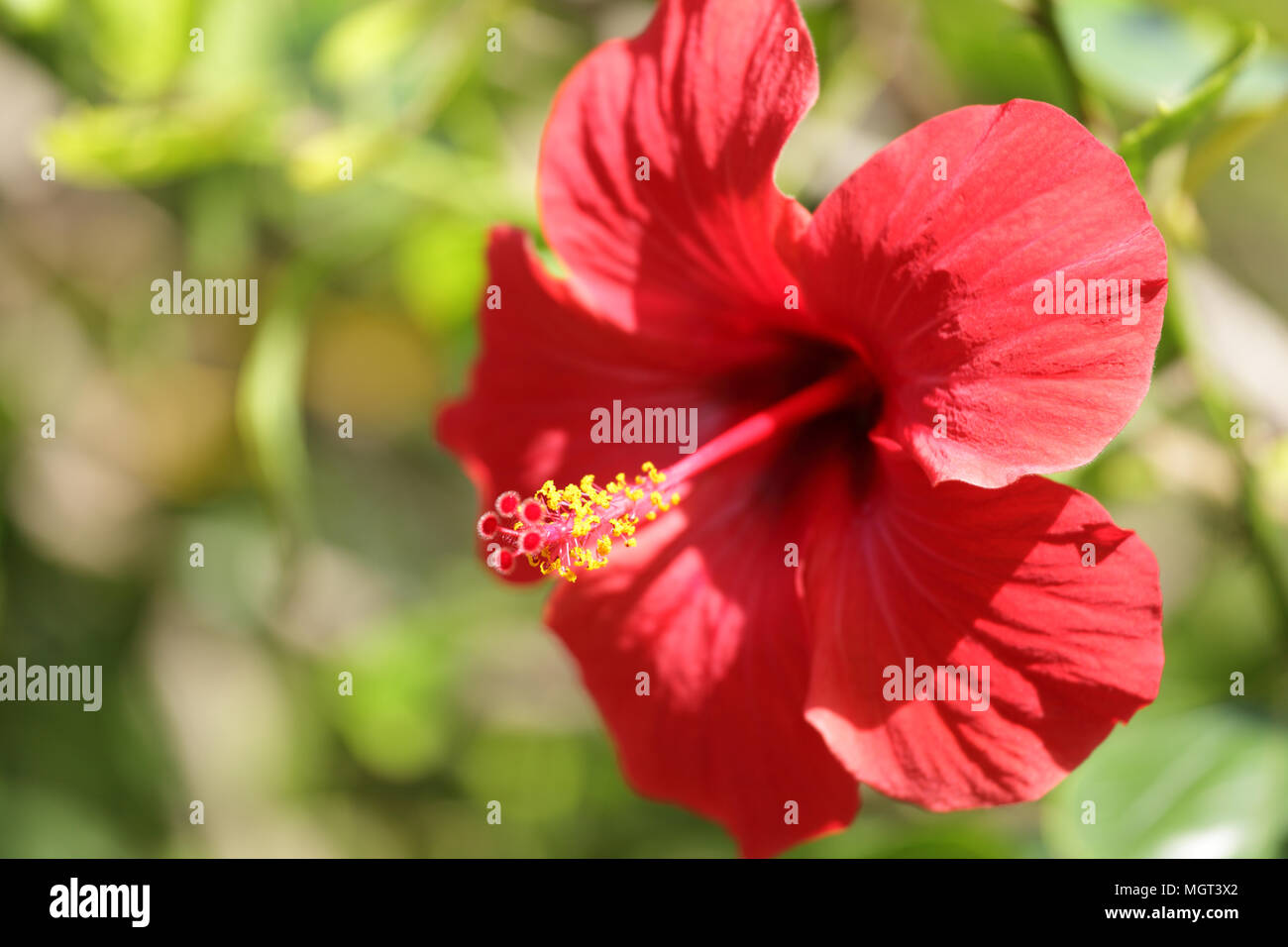 Gros plan de fleurs rose de Chine Banque D'Images