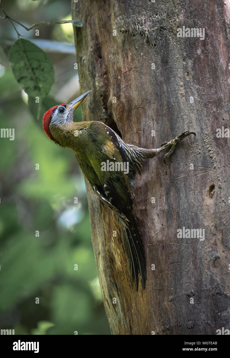 La streak-breasted Woodpecker Picus (viridanus) est une espèce de passereau de la famille Picidae. Le parc national de Kaeng Krachan, Thaïlande. Banque D'Images
