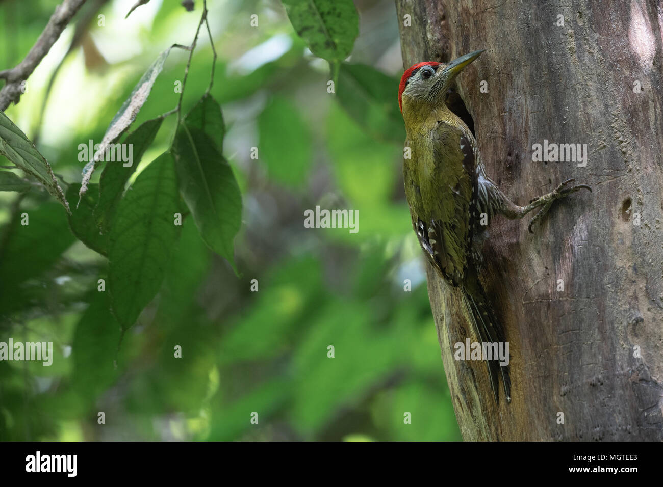 La streak-breasted Woodpecker Picus (viridanus) est une espèce de passereau de la famille Picidae. Le parc national de Kaeng Krachan, Thaïlande. Banque D'Images