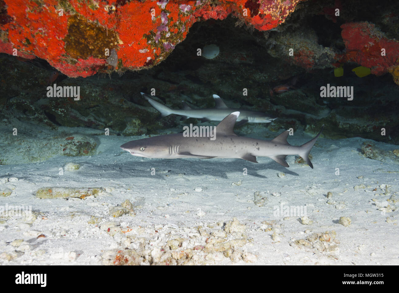 Deux Whitetip reef shark (Triaenodon obesus) cache sous coral reef Banque D'Images