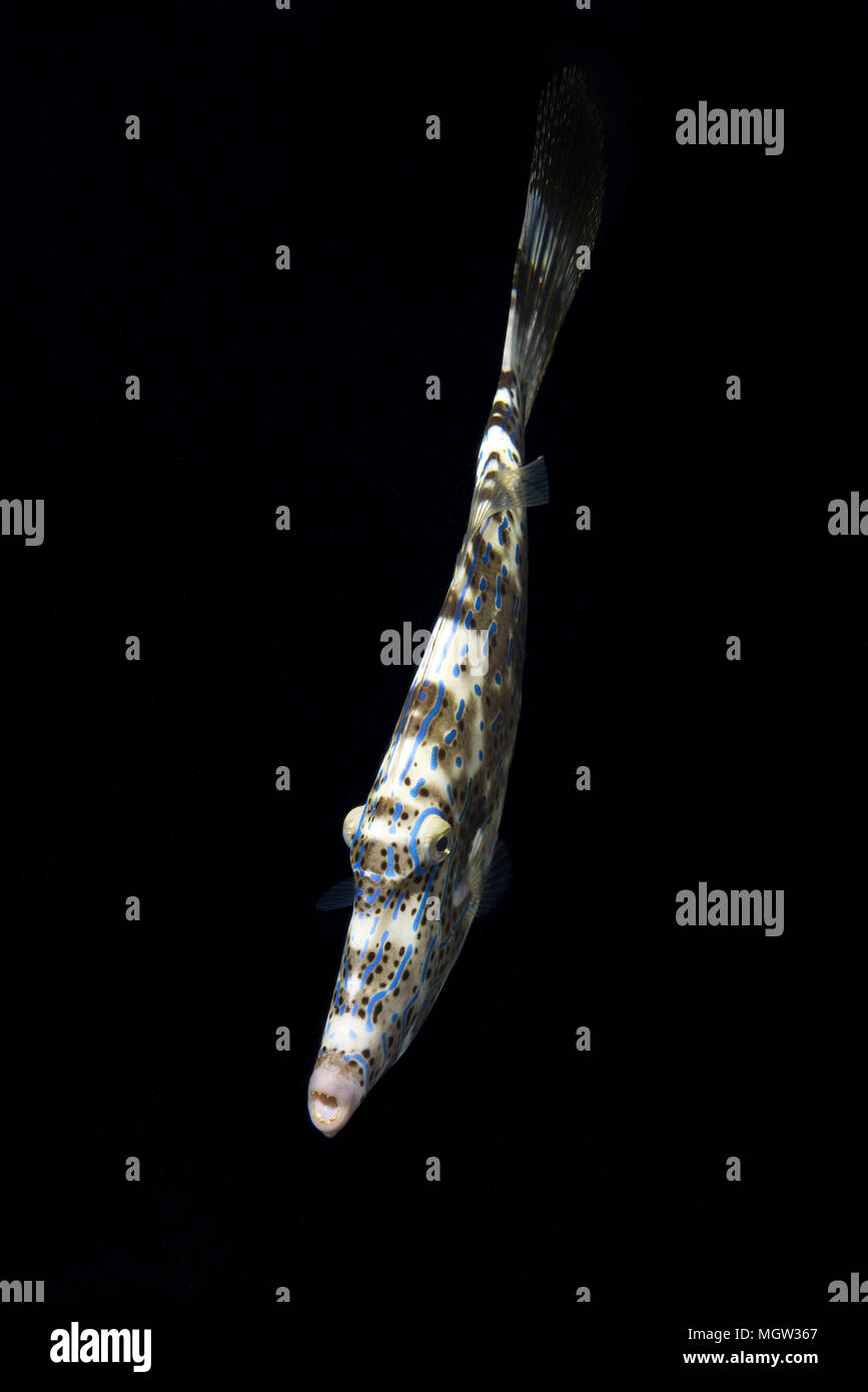 Des Balistes (Aluterus scriptus griffonné) nage près de récifs coralliens dans la nuit Banque D'Images