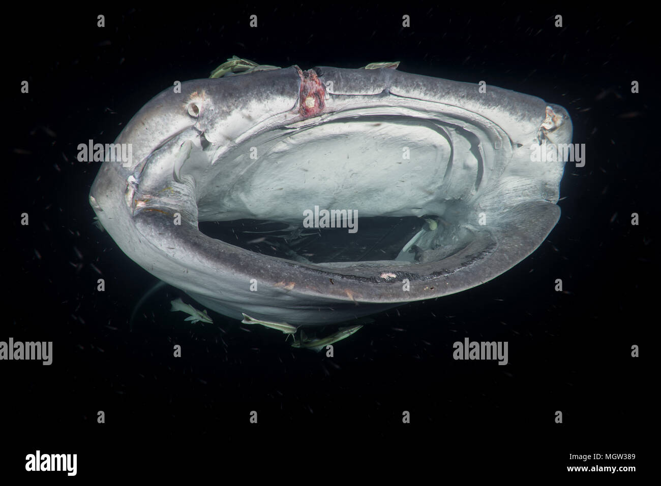 Portrait du requin-baleine (Rhincodon typus) Les plancton dans la nuit Banque D'Images