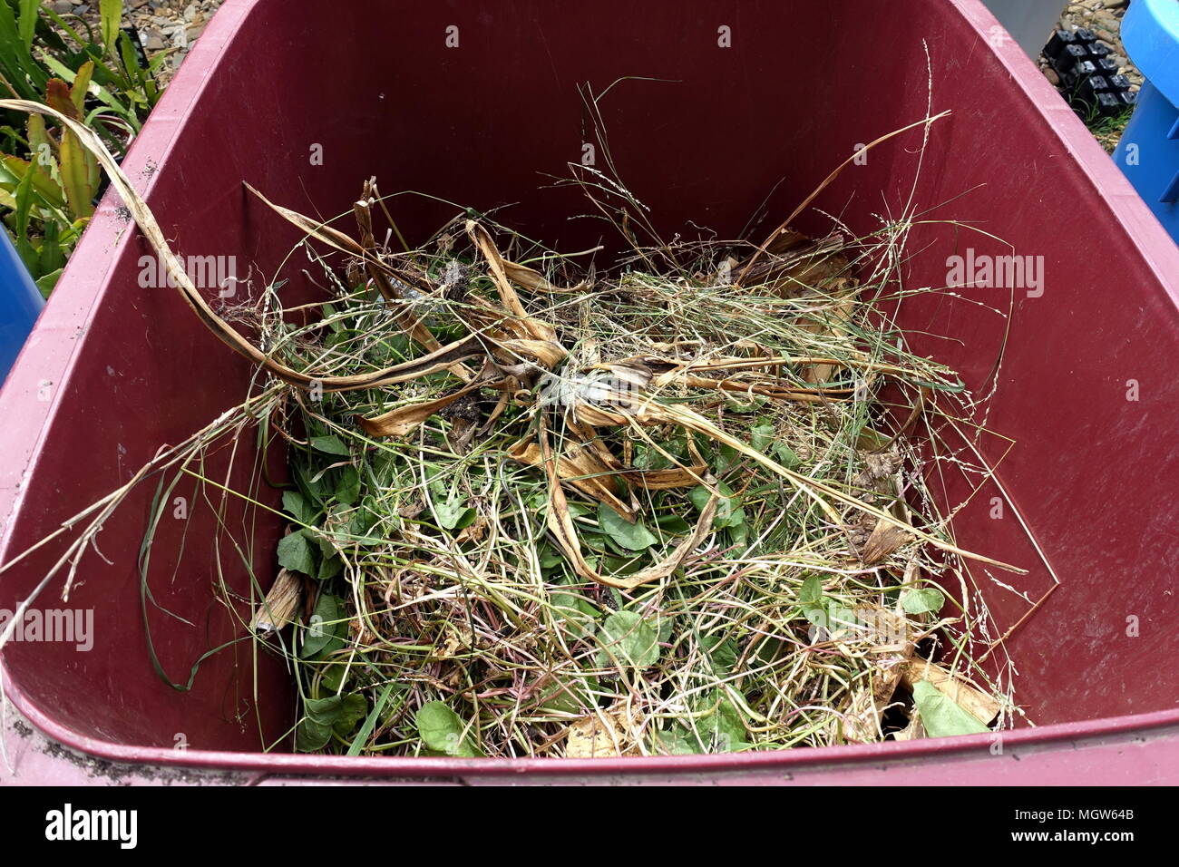 L'herbe coupée en poubelle Banque D'Images