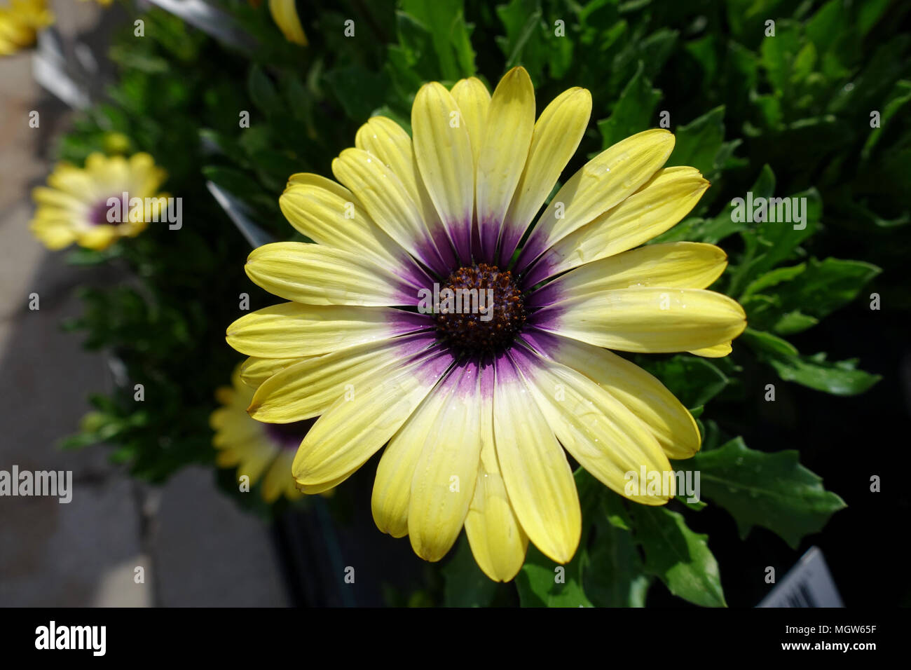 Osteospermum ecklonis ou également connu sous le nom de African daisy, Cape marigold Banque D'Images Osteospermum ecklonis ou également connu sous le nom de African daisy, Cape marigold Banque D'Images
