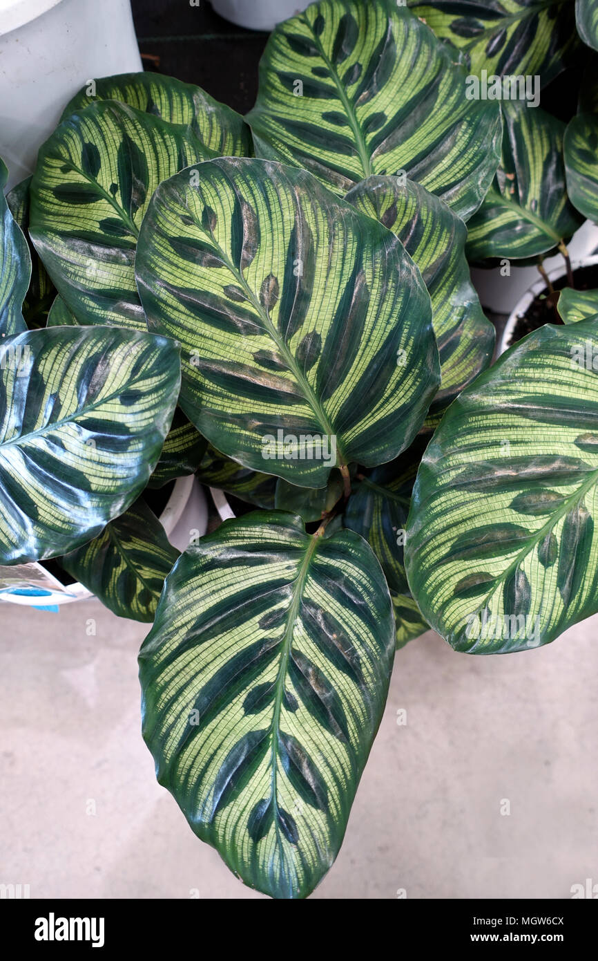 Calathea makoyana ou connu comme plante Paon Banque D'Images