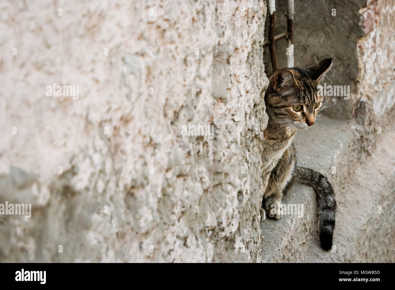 Chat Calico peeking out de l'ouverture d'une fenêtre Banque D'Images