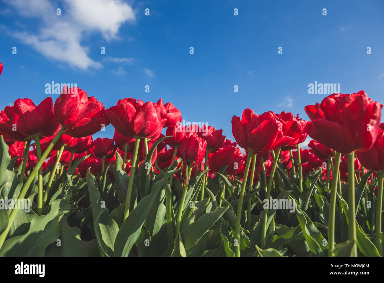 Close up de tulipes rouges au printemps fleurissent dans les domaines de Wied Goeree-Overflakkee, South Holland aux Pays-Bas l'Europe Banque D'Images