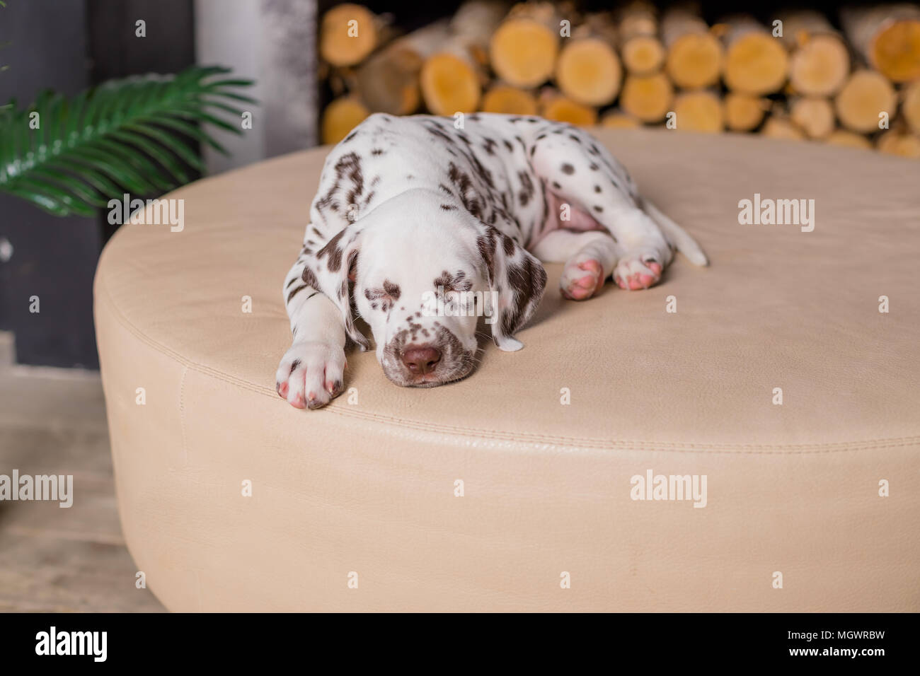 Sleeping Dog au lit. Animal de compagnie à la maison.Mignon chiot dalmatien de 8 semaines. Petit chiot dalmatien. Copy space Banque D'Images
