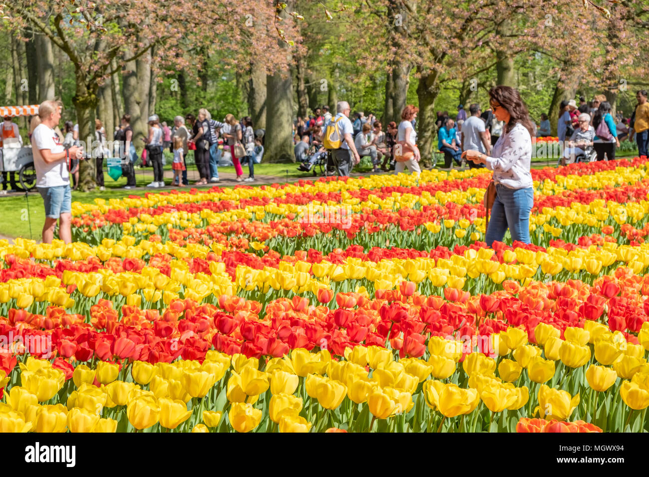 Keukenhof, connue comme le jardin de l'Europe, est situé à Lisse, South Holland aux Pays-Bas. Ouvert pour 8 semaines chaque année, elle attire plus de 800000 visiteurs Banque D'Images