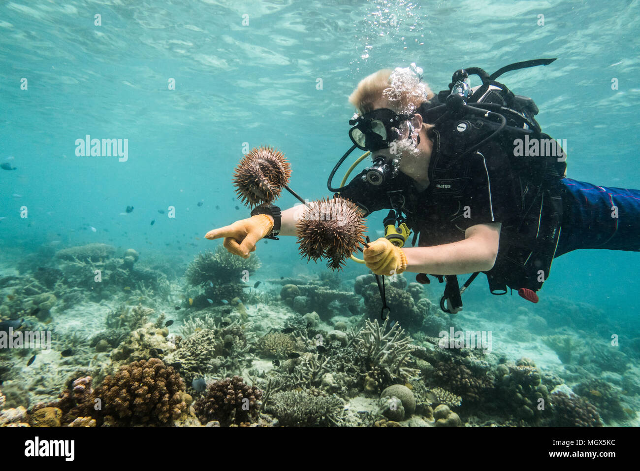 Un bénévole au Centre de conservation et de recherche tropicale travaille sur l'abattage d'envahissantes étoile de mer pendant une épidémie. Sabah 2018 Banque D'Images